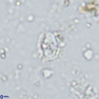 Sarmania partitum VR 15190