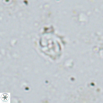 Sarmania partitum VR 15191