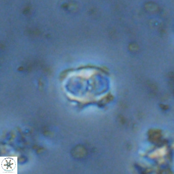 Sarmania partitum VR 15196
