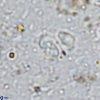 Sarmania partitum VR 15440