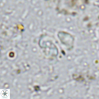 Sarmania partitum VR 15440