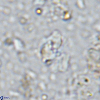 Sarmania partitum VR 15445