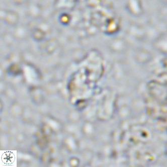 Sarmania partitum VR 15445