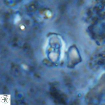 Sarmania partitum VR 15450