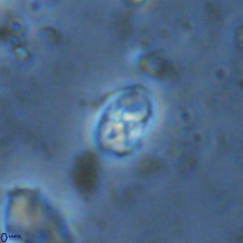 Sarmania partitum VR 15461