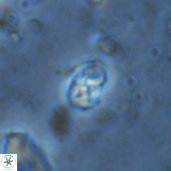 Sarmania partitum VR 15461