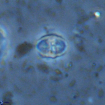 Sarmania partitum VR 15462