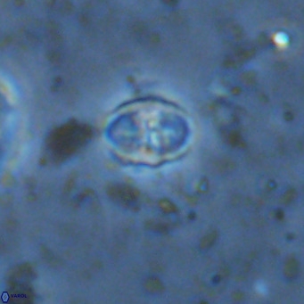 Sarmania partitum VR 15464