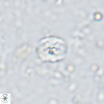 Sarmania partitum VR 15465
