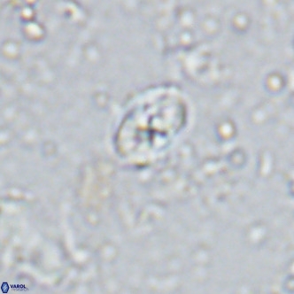 Sarmania partitum VR 15466