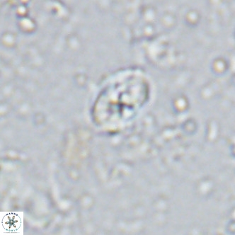 Sarmania partitum VR 15466
