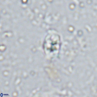 Sarmania partitum VR 15467