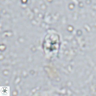 Sarmania partitum VR 15467