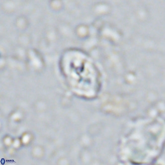 Sarmania partitum VR 15468
