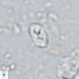 Sarmania partitum VR 15468