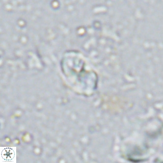 Sarmania partitum VR 15469
