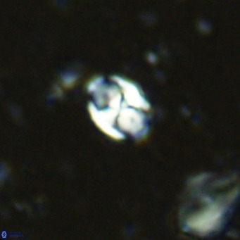 Sarmania partitum VR 15470
