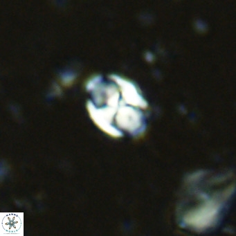 Sarmania partitum VR 15470