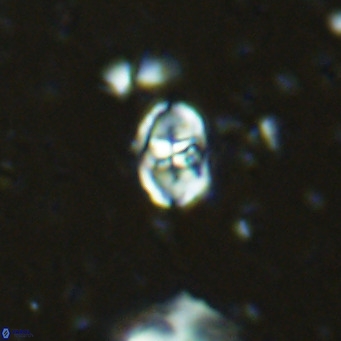 Sarmania partitum VR 15474