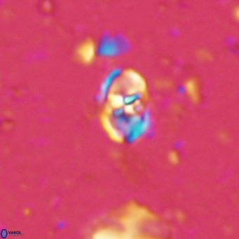 Sarmania partitum VR 15475