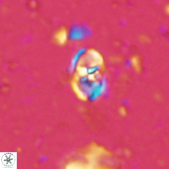 Sarmania partitum VR 15475