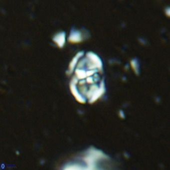 Sarmania partitum VR 15476