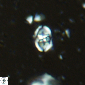 Sarmania partitum VR 15476