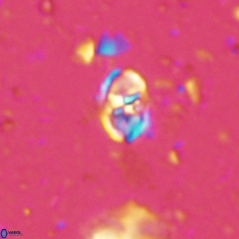 Sarmania partitum VR 15477
