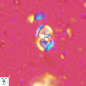 Sarmania partitum VR 15477