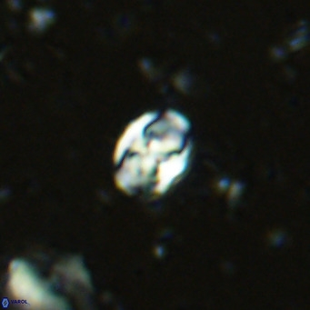 Sarmania partitum VR 15479