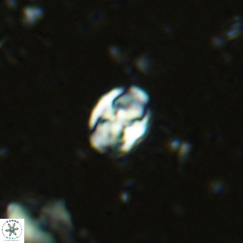 Sarmania partitum VR 15479