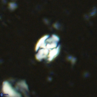 Sarmania partitum VR 15480