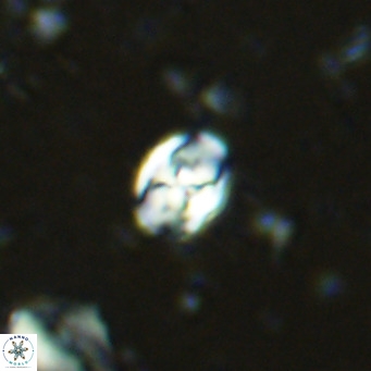 Sarmania partitum VR 15480