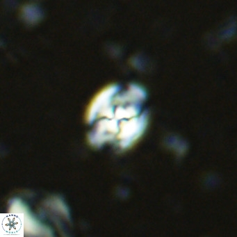 Sarmania partitum VR 15483