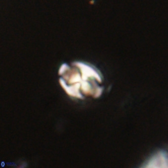 Sarmania partitum VR 23895