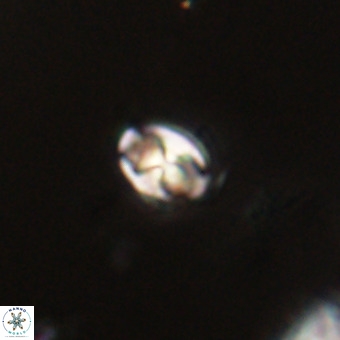Sarmania partitum VR 23895