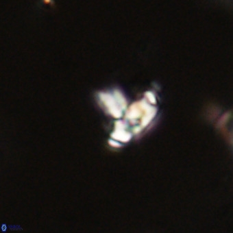 Sarmania partitum VR 23907