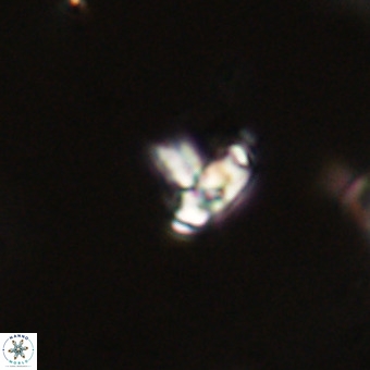 Sarmania partitum VR 23907