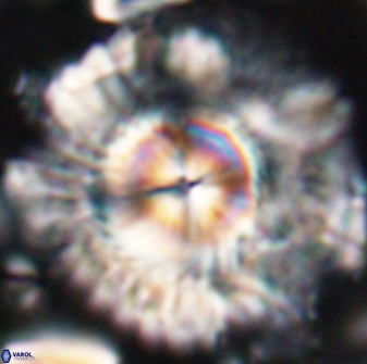 Senelia katapliktikos 22496