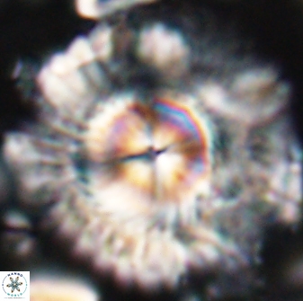 Senelia katapliktikos 22496