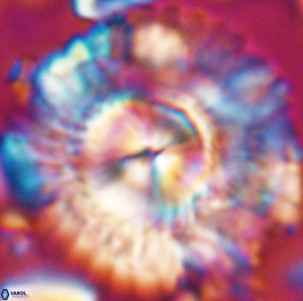 Senelia katapliktikos 22497