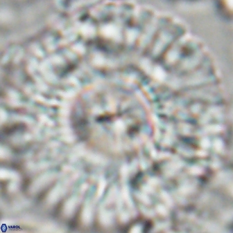 Senelia katapliktikos 22498