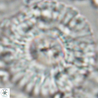 Senelia katapliktikos 22498