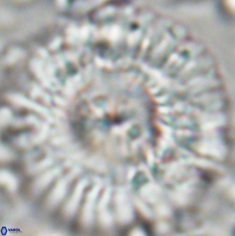 Senelia katapliktikos 22499