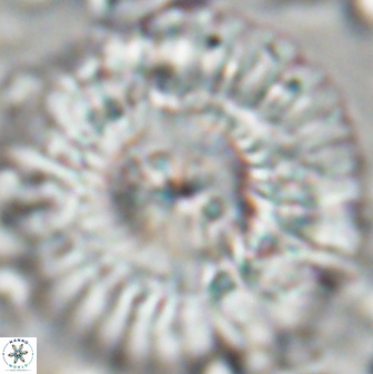 Senelia katapliktikos 22499