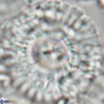 Senelia katapliktikos 22500