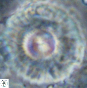 Senelia katapliktikos 22501