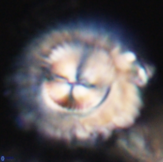 Senelia katapliktikos 33001