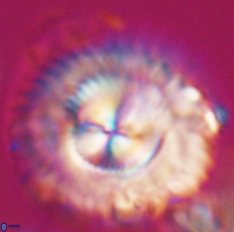 Senelia katapliktikos 33002