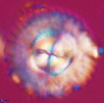 Senelia katapliktikos 33003